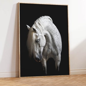 weißes Pferd schwarzem Hintergrund Foto | Pferd Fotografie Kunstdruck | Hengst Portrait | Großformatige Pferdekunst | Modernes neutrales Pferdegeschenk