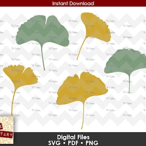 Ginkgo Gingko Ginko Biloba Leaves | Maidenhair Tree Leaf | SVG File