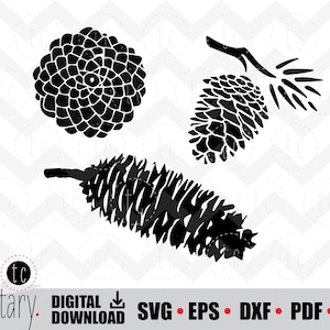 Pommes de pin | Pommes de pin | Conifère | À feuilles persistantes | Pin d'automne | svg • eps • dxf • pdf • png