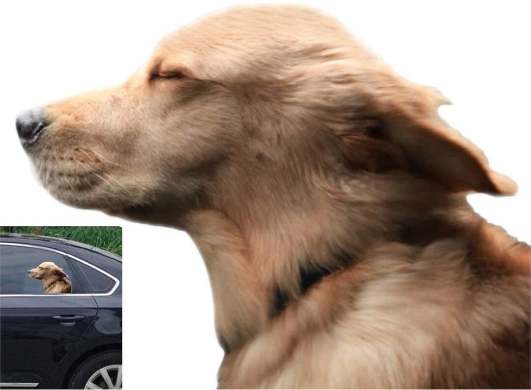 Car Truck Sticker Decal Golden Retriever Funny Wind Blowing Out Car Window Funny Car Truck Sticker Cute Puppy Dog Bumper Sticker Decal Etsy