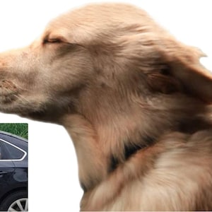 May include: A golden retriever dog with its eyes closed and mouth slightly open, as if smelling something pleasant. The dog's fur is soft and fluffy, and its ears are perked up.