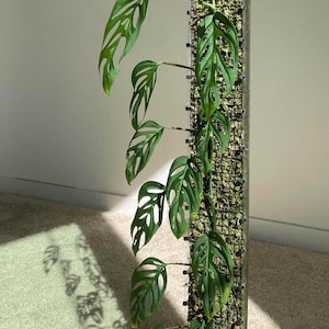 May include: A potted Monstera Adansonii plant with vibrant green, uniquely perforated leaves. The plant climbs a moss pole, supported by a light green pot. The image is lit by natural sunlight, casting shadows on the carpet.