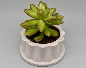 Leroy | Indoor Planter with Drip Tray | Succulent, Cactus or Flower | Home or Office Decor | Gift for Plant Lover | Original Design