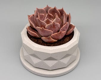 Charlie | Indoor Planter with Drip Tray | Succulent, Cactus or Flower | Home or Office Decor | Gift for Plant Lover | Original Design
