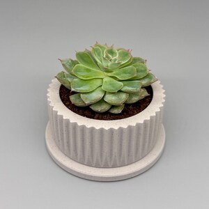 May include: A succulent plant with green leaves and reddish edges sits in a light beige, textured, ribbed pot with a matching saucer. The plant pot is round with a scalloped top edge. The background is a solid gray.