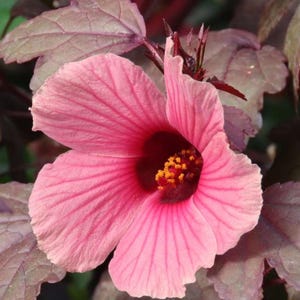 6 Cranberry Hibiscus CUTTINGS