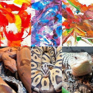 May include: A collage featuring abstract art and reptiles. The top row displays colorful abstract paintings in red, yellow, blue, and purple. The bottom row shows close-ups of snakes and a blue-tongued skink.