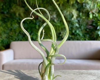 Blooming Medusa Air Plant: Unique Living Art | Plant Home Decor