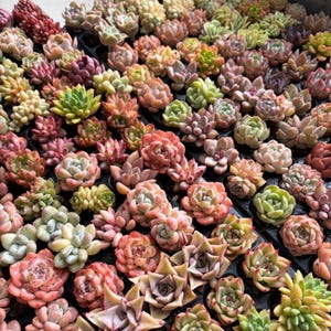 May include: A collection of numerous small succulent plants arranged in a grid tray. The plants feature various rosette shapes and colors, including shades of light green, soft pink, peach, and deep red, with fleshy, pointed leaves.