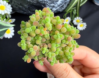 Rare Succulent-Drosanthemum: 2.6" Green Live Plant, indoor home decor, wedding favor, Gifts for succulent lover