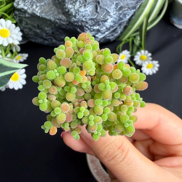 Rare Succulent-Drosanthemum: 2.2" Green Live Plant, indoor home decor, wedding favor, Gifts for succulent lover