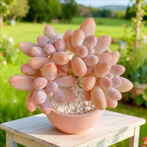 May include: A potted succulent plant with plump, oval-shaped leaves in shades of pink and peach. The plant is in a light pink ceramic pot filled with white pebbles. The background shows a green lawn and trees.