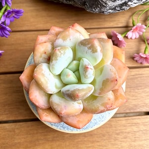 May include: A succulent plant with thick, fleshy, rounded leaves arranged in a tight rosette pattern. The leaves display a gradient of colors, transitioning from pale mint green at the center to soft peach and light orange tones at the outer edges.