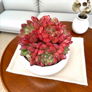 May include: A vibrant succulent plant with red and green leaves, potted in a white ceramic bowl. The plant sits on a cream-colored cloth, placed on a wooden table. A small white vase with dried eucalyptus is in the background.