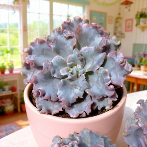 May include: A close-up of a succulent plant in a pink pot. The plant has ruffled, blue-green leaves with pink edges. The pot is round and smooth, and the plant is centered in the frame. The background is blurred, suggesting a bright, natural setting.
