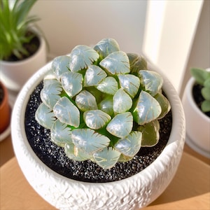 May include: A succulent plant with translucent, light green leaves, potted in a white ceramic container filled with black gravel. The plant is in a round, textured pot, and is well-lit.