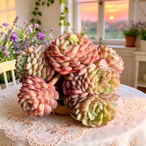 May include: A close-up of a succulent arrangement with pink, green, and yellow hues. The succulent flowers are arranged on a table covered with a white lace tablecloth. The background includes a window with a sunset view and other plants.