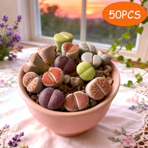 May include: A pink ceramic bowl filled with colorful living stone succulents. The succulents are in shades of red, green, purple, and beige. The image includes the text "50PCS" in an orange circle.