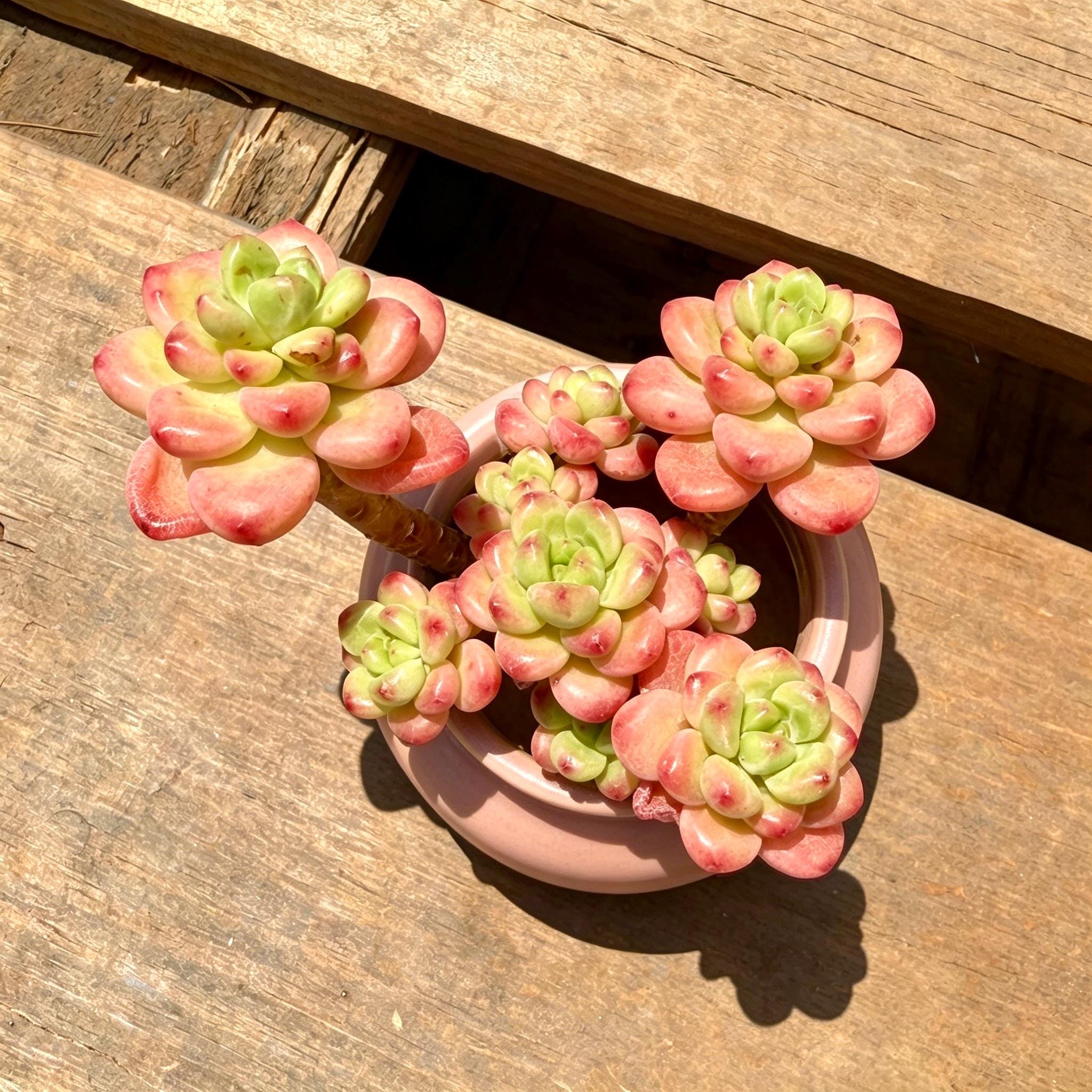Sedeveria Shangri La Plant
