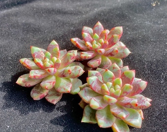 Rare Succulent-Echeveria ‘Blood Swallow’: 1.5" Green live Plant, mini succulent,home decor, wedding favor, Gifts for succulent lover