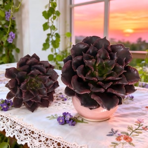 May include: Two dark purple succulent plants, one in a small pink pot, sit on a white lace tablecloth. The succulents have layered petals with green centers. Purple flowers and greenery are in the background.