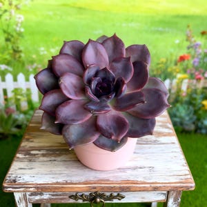 May include: A vibrant, dark purple succulent plant in a light pink pot. The succulent has layered, fleshy leaves and is set on a distressed, white-painted wooden table. The background features a green lawn and a white picket fence.