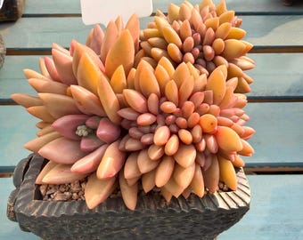 Echeveria 'Peach Blossom Spring', una variedad rara, de 12 cm (4,8 pulgadas) de altura y 4 años de antigüedad. Suculenta grande y viva, ideal como planta de interior. Un regalo único para los amantes de las plantas.