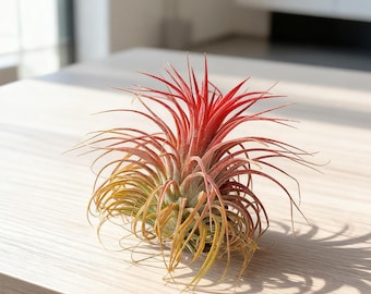 Large Air Plant Red Elf – Tillandsia Houseplant, Easy Care Indoor Plant, Boho Home Decor, Unique Gift for Plant Lovers