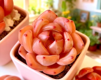 Echeveria Red Wine Champagne Succulent: Rare Indoor Office Decor (1.8")