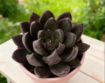 Echeveria ‘Black Knight’ Rare Succulent: Unique home Decor (3-3.5“live plants) Gift for Succulent Lovers，Black succulent