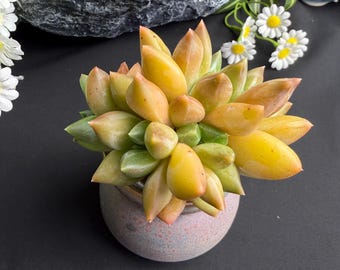 Rare Succulent-Echeveria 'Ulakla': 3-3.5" Green Live Plant, indoor home decor, wedding favor, Gifts for succulent lover(2–4 heads)