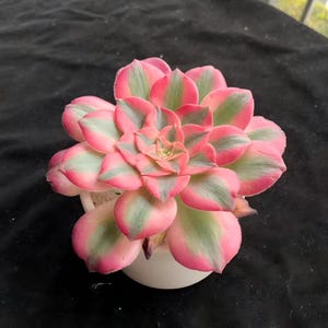 May include: A vibrant succulent plant with pink, green, and gray variegated leaves. The plant is in a small, white ceramic pot. The leaves are arranged in a rosette pattern, creating a visually appealing display. The succulent is a popular choice for home decor.