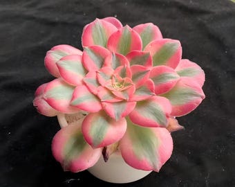 Rare Succulent Plant 2.5"- Aeonium ‘pink witch’Variegata lmported live Succulent for home decor, Office Desk, gifts for plant lovers