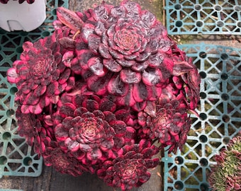 Raeonium 'Red Beauty', una especie rara: un gran grupo de suculentas de más de 40 cm con múltiples cabezas, rosetas de color burdeos intenso, ejemplar de colección. Se muestra la planta exacta.