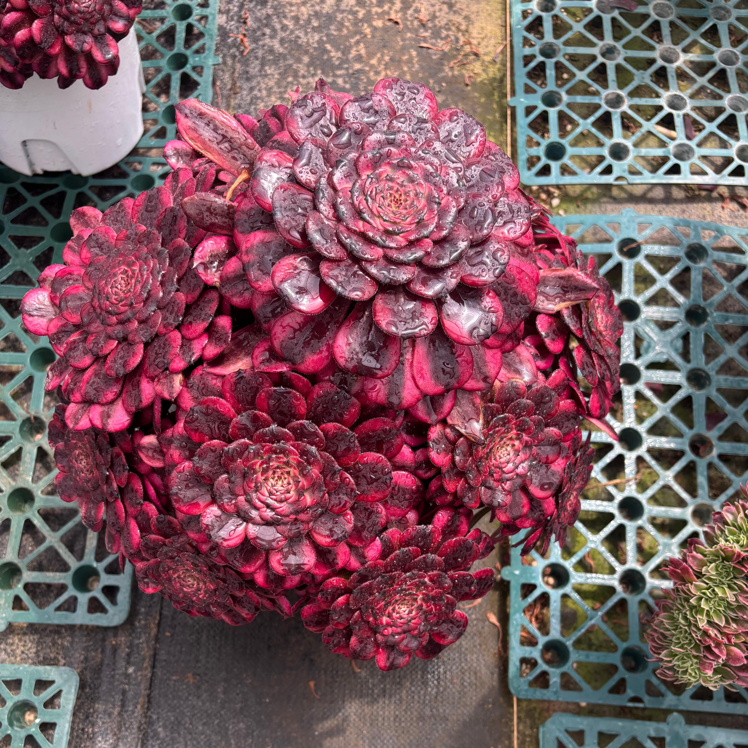 Rare aeonium - Etsy 日本