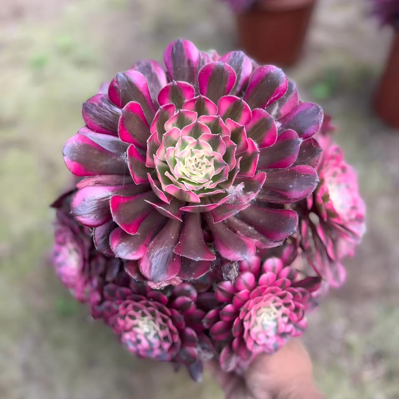Rare aeonium - Etsy 日本