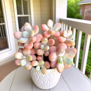 May include: A potted succulent plant with fleshy, rounded leaves in shades of pink, peach, and pale green. The plant is in a white, textured ceramic pot. The arrangement sits on a white table, with a porch railing and window in the background.