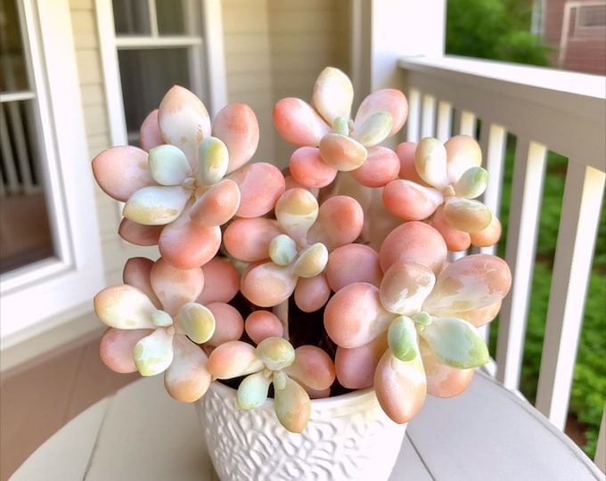 Graptosedum Miul rare Succulent: 3.2" lmported Live Plants, indoor Office festival Decor，Gifts for home