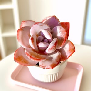 May include: A succulent plant with pink and red leaves in a white ceramic pot. The plant sits on a small pink tray. The leaves have a rounded shape and a waxy texture, with red edges and tips.