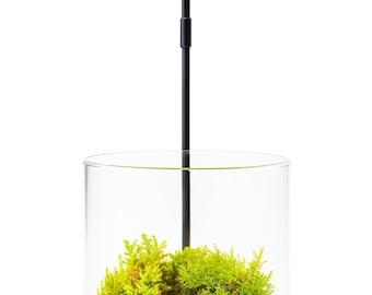 4" Cylinder Glass Moss Terrarium | Handmade Closed Ecosystem Jar | Live Moss Mini Forest | Glass Terrarium Bottle Garden | Ready to Ship