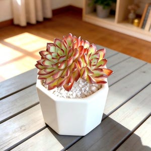 May include: A vibrant succulent plant with red, green, and yellow leaves sits in a white, geometric ceramic pot. The pot is filled with small white pebbles. The plant is on a gray wooden table, with sunlight streaming in.