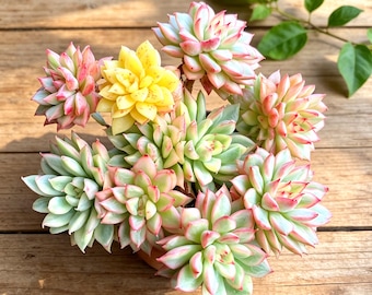 Rare  Variegated Echeveria Mebina Succulent - 3" Live Plant, wedding docor gifts