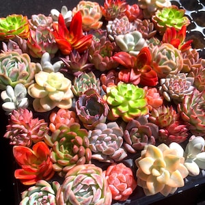 Echeveria Colorful Combination-24pcs, Live Succulent Plant, gifts for succulent lover