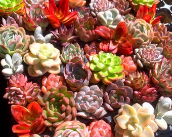Echeveria Colorful Combination-24pcs, Live Succulent Plant, gifts for succulent lover