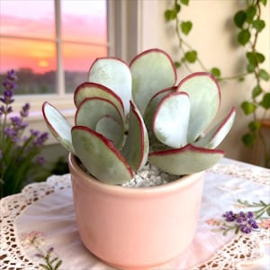 May include: A potted succulent plant with pale green, rounded leaves edged in red. The plant sits in a small, light pink ceramic pot filled with white pebbles. The background includes a window with a sunset view and decorative plants.