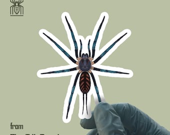 Tiger Curtain Web Spider Sticker, Linothele Fallax Adult Color Form Vinyl Decal, Water and UV Proof, from The Silk Ranch