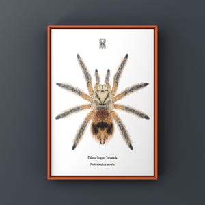 May include: A framed print showing a detailed illustration of a Chilean Copper Tarantula. The spider has a tan body, brown abdomen, and grey legs. The print includes the scientific name and is set against a white background.