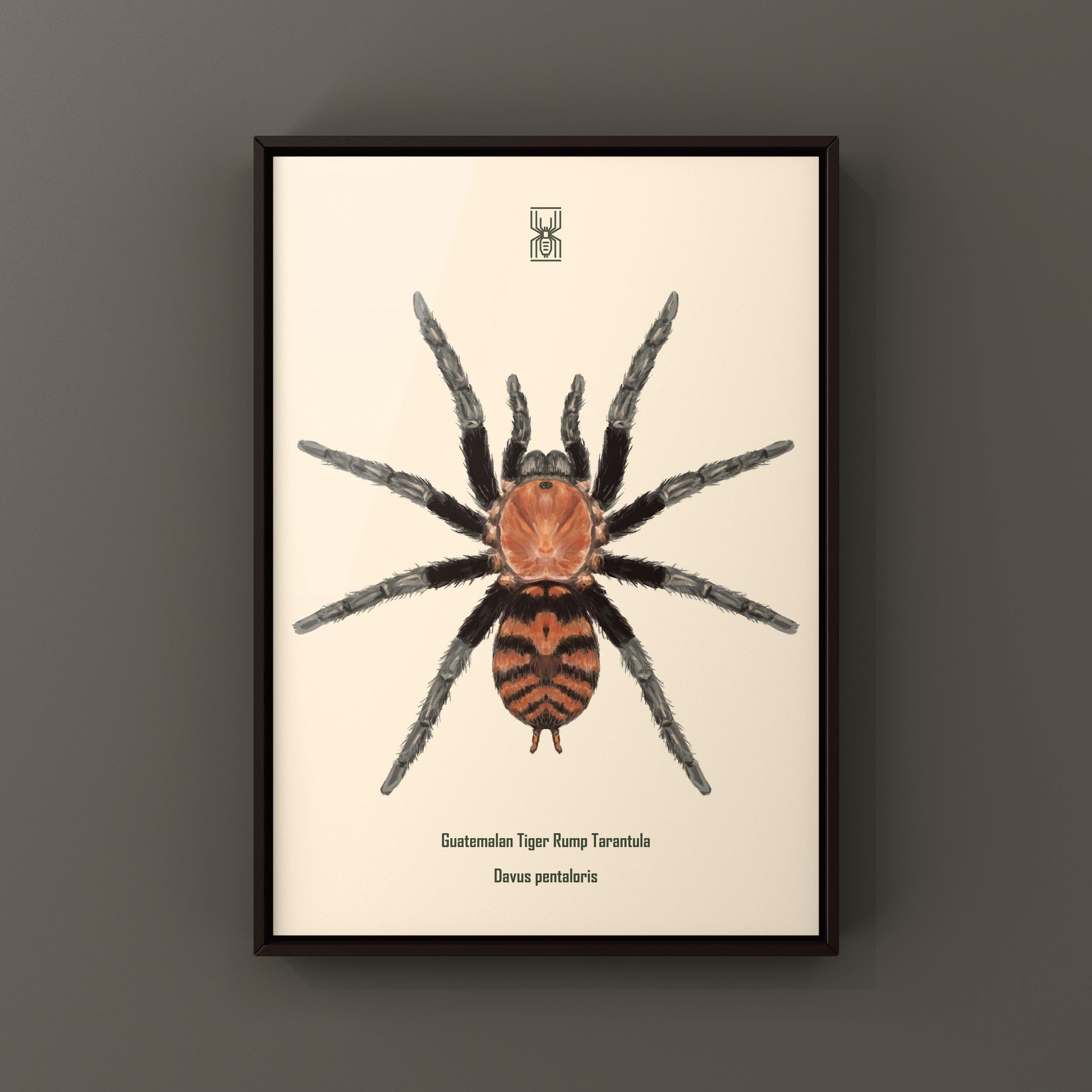 Guatemalan Tiger Rump Tarantula Art Print, Davus Pentaloris