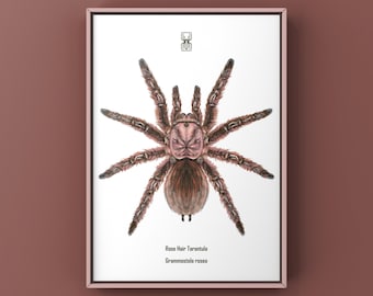 Chilean Rose Tarantula Art Print, Grammostola Rosea Biological Illustration, Natural Wall Decor