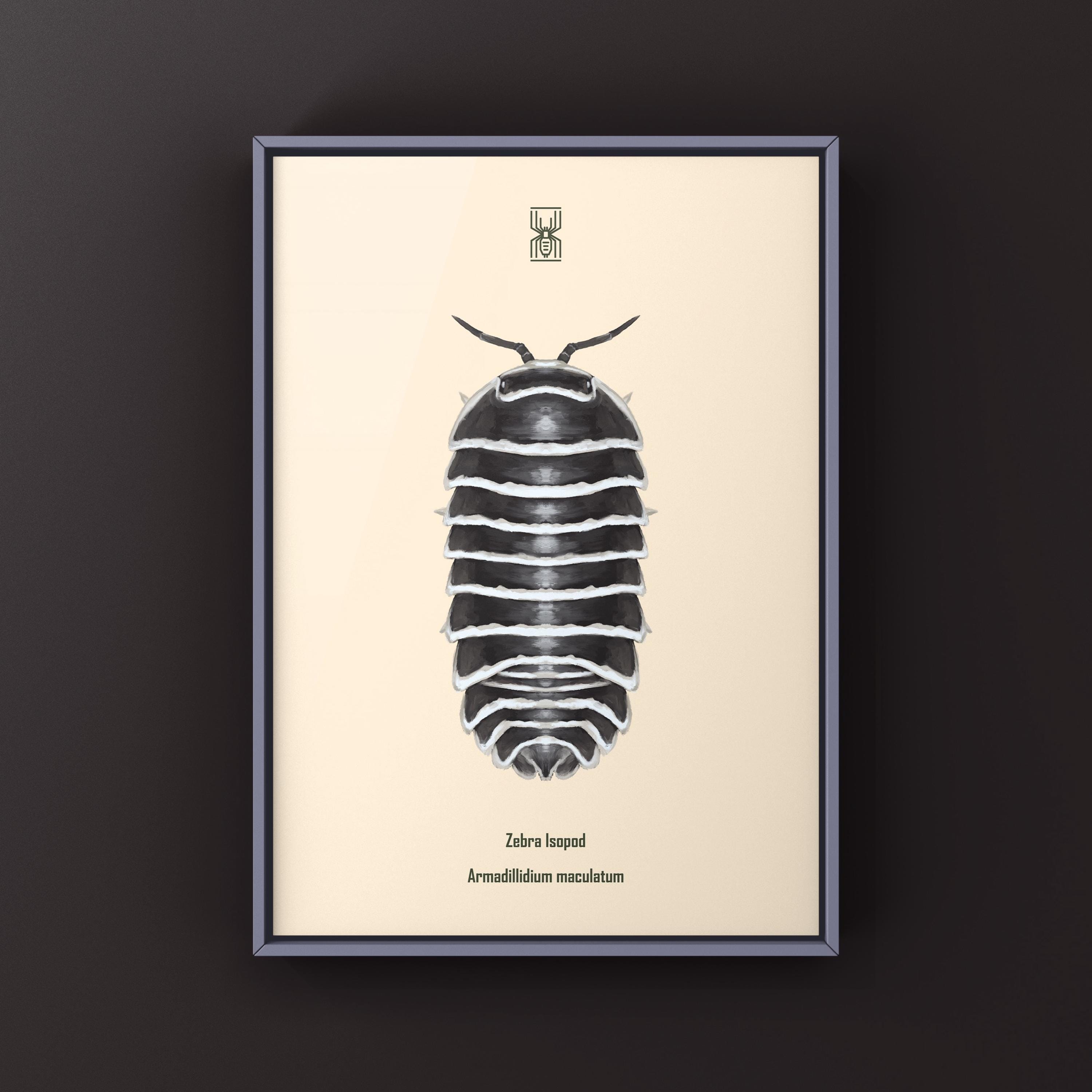 Zebra Isopod Art Print, Armadillidium Maculatum Biological